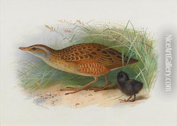 A Corncrake And Chick Oil Painting - Archibald Thorburn