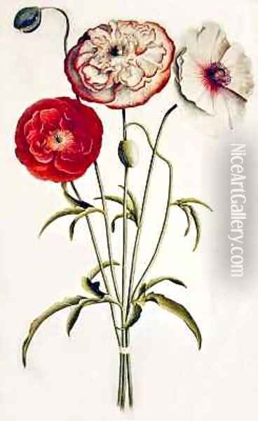Poppies Corn Oil Painting - Georg Dionysius Ehret