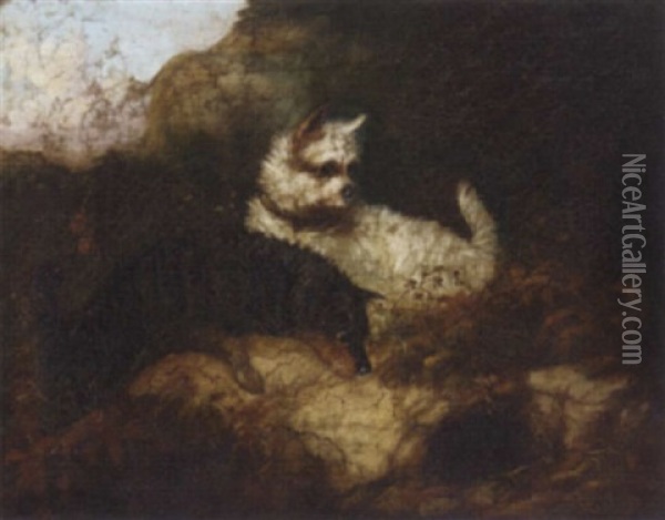 Terriers Rabbiting Oil Painting - Edward Armfield