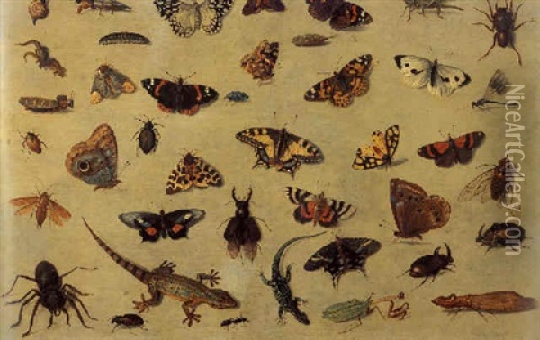 A Study Of Butterflies, Spiders, Lizards, A Beetle, An Ant, A Grasshopper And Other Insects Oil Painting - Jan van Kessel the Elder