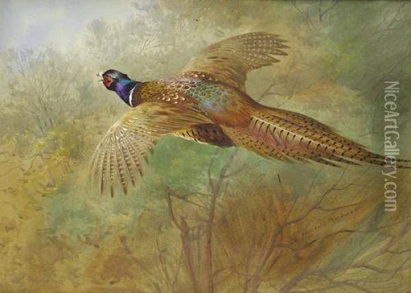 Flying Pheasant Oil Painting - Archibald Thorburn