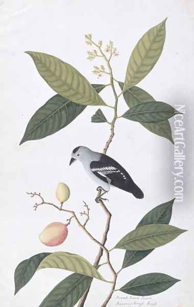 Booah Nawa Hawa, from 'Drawings of Birds from Malacca', c.1805-18 Oil Painting - Anonymous Artist