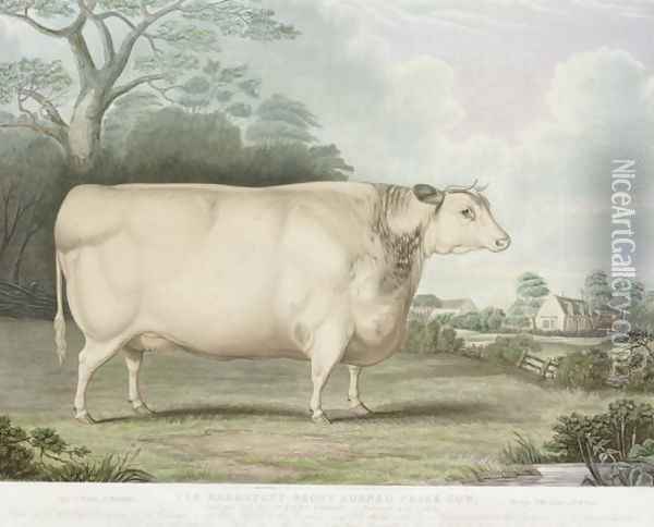 The Habertoft Short Horned Prize Cow Oil Painting - Hubbard, B.
