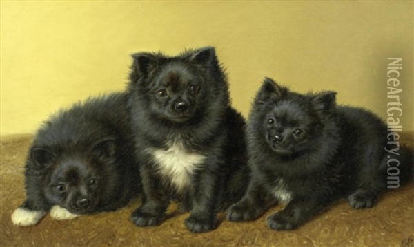 A Trio Of Pomeranians Oil Painting - Horatio Henry Couldery
