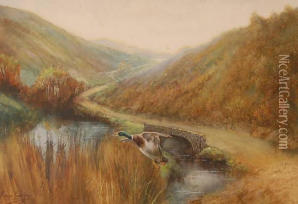 Watercolour,mallard Duck In Flight In The Highlands, Signed, 14.5