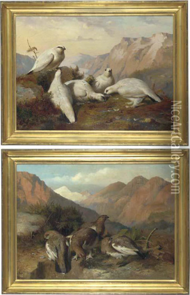 Ptarmigan In Summer Plumage; Ptarmigan In Winter Plumage Oil Painting - John Christopher Bell