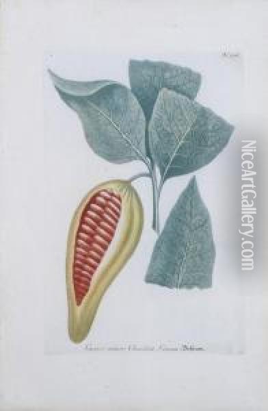 Cacaos Cacavifera And Cacaos Minor Oil Painting - Johann Wilhelm Weinmann