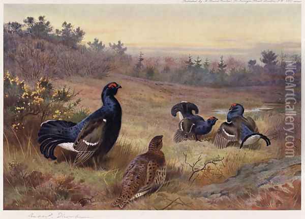 Blackgame at the Lek Oil Painting - Archibald Thorburn