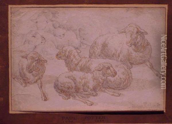 Sheep Oil Painting - Paulus Potter