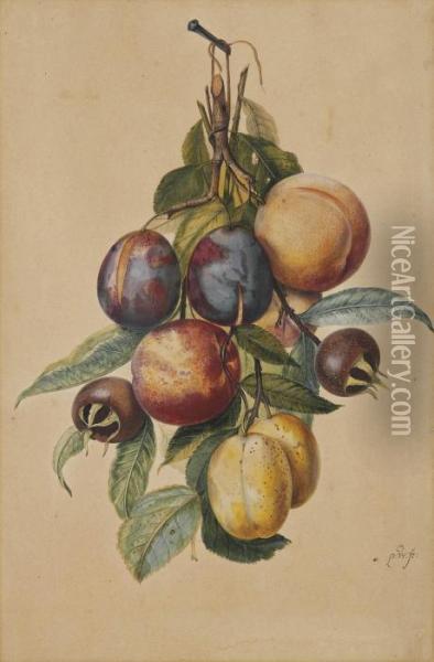 Still Life With Plums, White Plums, Peaches And Medlars Oil Painting - Pieter Withoos