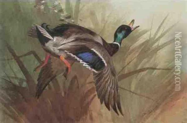 Winged Mallard Oil Painting - Archibald Thorburn