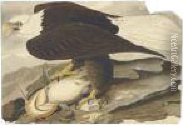 White-headed Eagle Oil Painting - John James Audubon