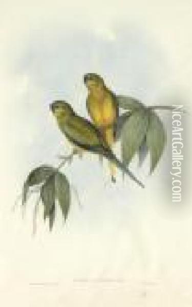 Parakeet Oil Painting - John H. Gould