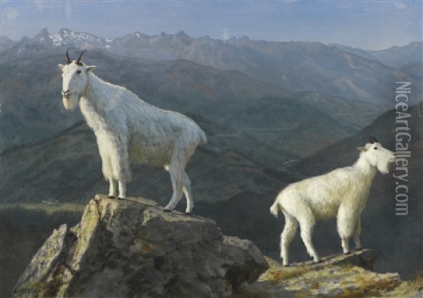 Mountain Goats Oil Painting - Albert Bierstadt