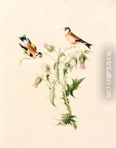 Illustrations Of British Song Birds Painted For Eleanor Mary Dennistoun By Her Affectionate Aunt Mary Wood Oil Painting - Wood