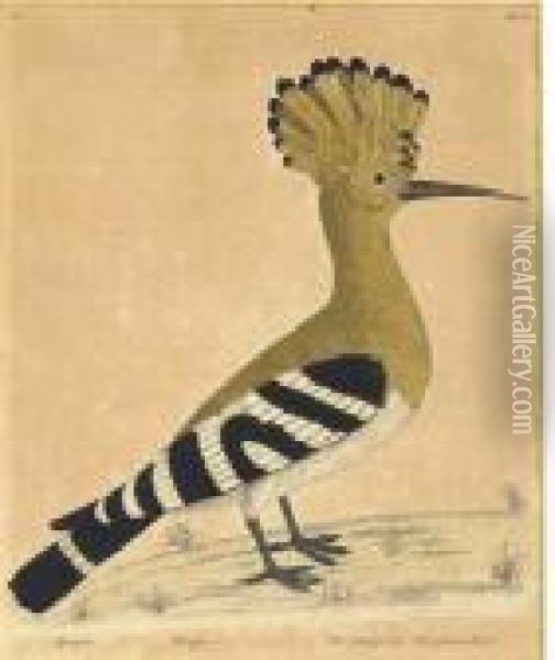 Ornithological Studies From The Spanish West Indies: Threeplates Oil Painting - George Edwards