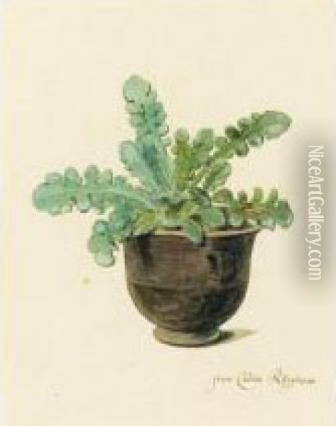 A Succulent In A Pot Oil Painting - Arnoldus Syens