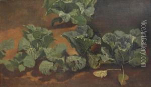 Cabbage Oil Painting - Franz Bohumir Zverina