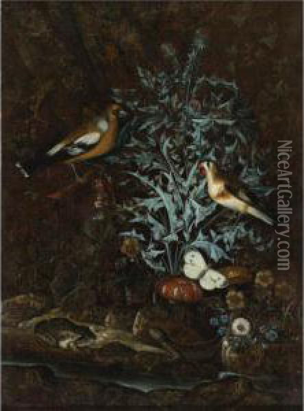 Song Birds, Butterflies, Thistles, Flowers, And Reptiles By Astream Oil Painting - Mathias Withoos
