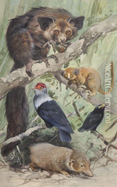 Madagascan Animals Oil Painting - Wilhelm Kuhnert