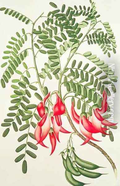 Clianthus puniceus, Plate 432 from Banks Florilegium, gathered from North Island, New Zealand, on Captain Cooks First Voyage, engraved by Daniel MacKenzie, 1769 Oil Painting - Sydney Parkinson