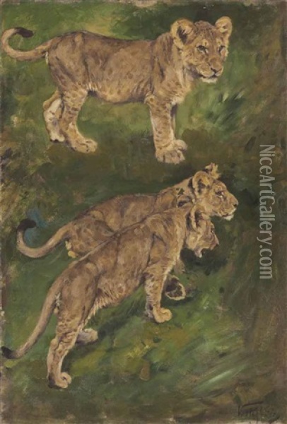 Three Lion Cubs Oil Painting - Geza Vastagh