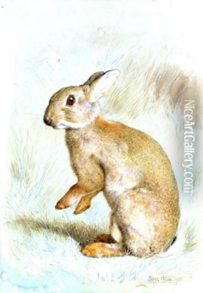 Study Of A Rabbit Oil Painting - Frank Paton