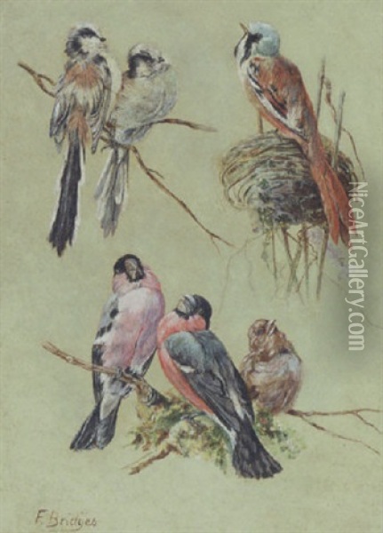 Birds Oil Painting - Fidelia Bridges