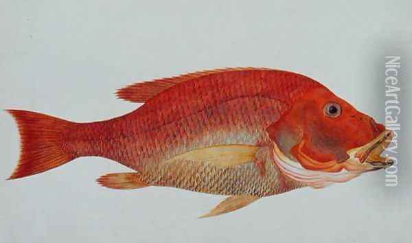 Eekan Bambangan, from 'Drawings of Fishes from Malacca', c.1805-18 Oil Painting - Anonymous Artist