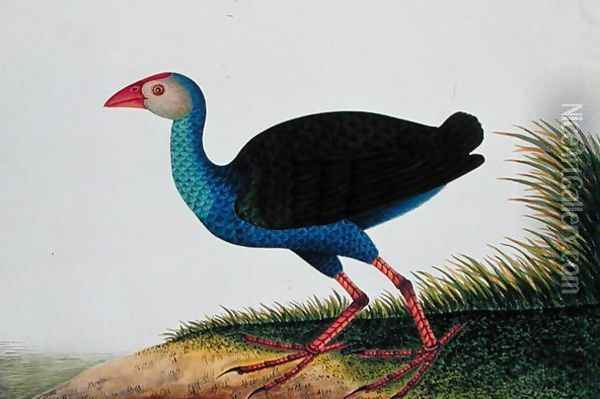 Bua Rocam, Sintar, from 'Drawings of Birds from Malacca', c.1805-18 Oil Painting - Anonymous Artist