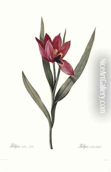 Tulipa Oculis-Solis Oil Painting - Pierre-Joseph Redoute