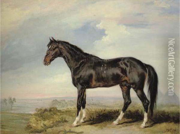 A Dongola Stallion From Nubia Oil Painting - James Ward