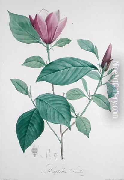 Magnolia discolor, engraved by Legrand Oil Painting - Redoute, Henri Joseph