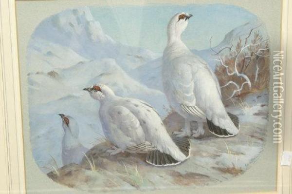 Snow Grouse Oil Painting - John Harwood