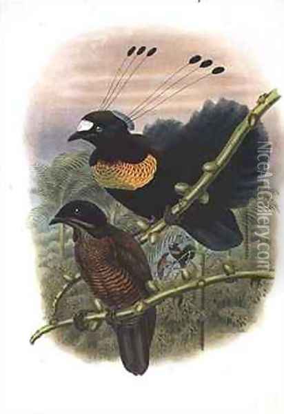 Lawes Sixwired Parotia Bird of Paradise Oil Painting - William M. Hart