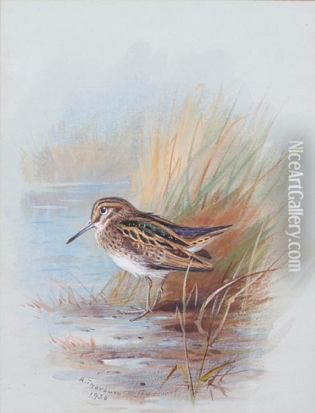 A Snipe Amongst Reeds Oil Painting - Archibald Thorburn