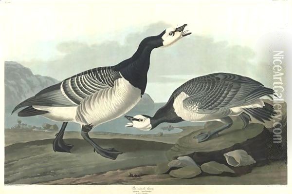 Barnacle Goose (Plate Ccxcvi) Oil Painting - John James Audubon