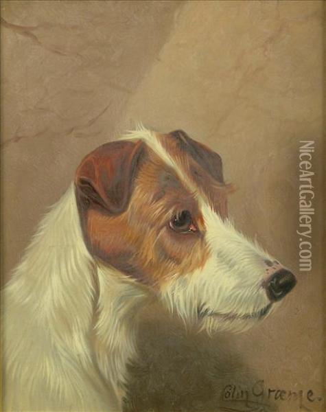 Head Studiesof Jack Russell Terrier Oil Painting - Colin Graeme Roe
