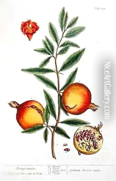 Punica granatum, from 'A Curious Herbal' Oil Painting - Elizabeth Blackwell