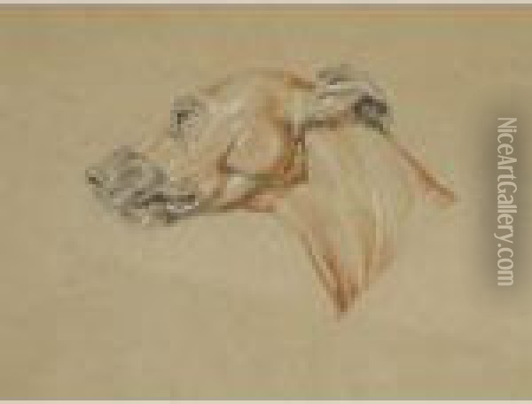 Ecorche Drawing Of The Head Of A Whippet Oil Painting - Landseer, Sir Edwin