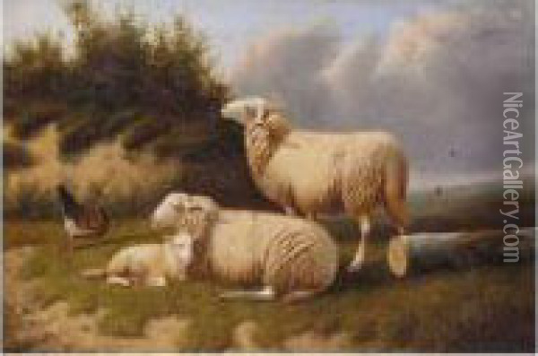 Sheep Resting Oil Painting - Joseph Van Dieghem