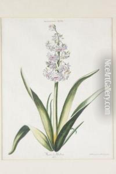 Hyacinthus Oil Painting - Adam Louis, Ludwig Wirsing