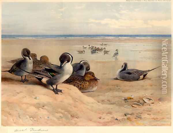 Pintails on the Shore Oil Painting - Archibald Thorburn