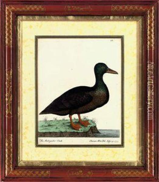 The Madagasker Duck Oil Painting - Eleazar Weiss Albin