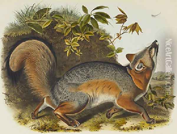 Grey Fox Oil Painting - John James Audubon