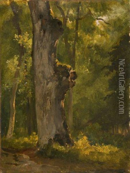 Etude De Tronc D'arbre Dans Un Sous-bois Oil Painting - Jules Louis Phillipe Coignet