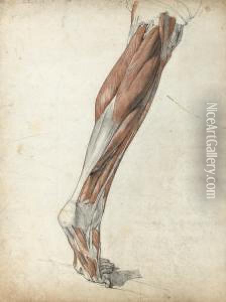 Etude Anatomique De Jambe Oil Painting - Pierre Jean David D'Angers