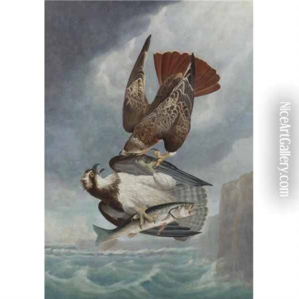 Red-tailed Hawk And Osprey-fish Hawk Oil Painting - Robert Havell Jr.