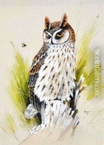 Long Eared Owl Oil Painting - Alan Hayman