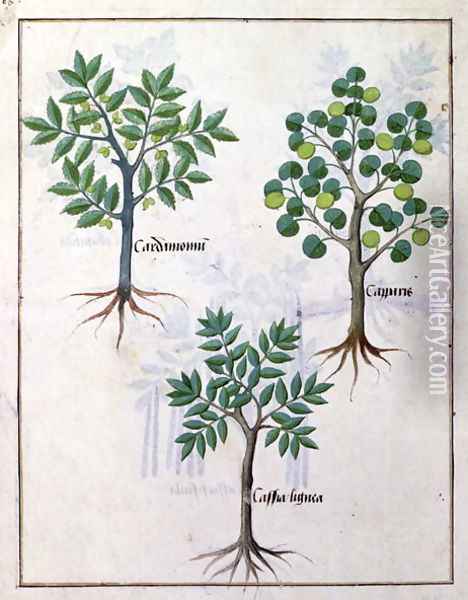 Illustration from the Book of Simple Medicines by Mattheaus Platearius d.c.1161 c.1470 9 Oil Painting - Robinet Testard
